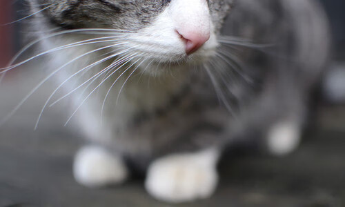 【明星比拼】丁俊晖与奥沙利文的经典对决集锦，丁俊晖vs奥沙利文搞笑