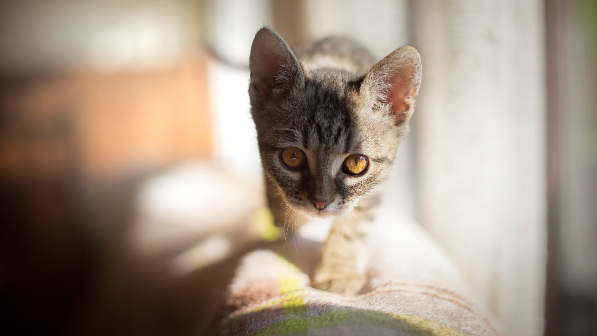 【明星比拼】丁俊晖与奥沙利文的经典对决集锦，丁俊晖vs奥沙利文搞笑