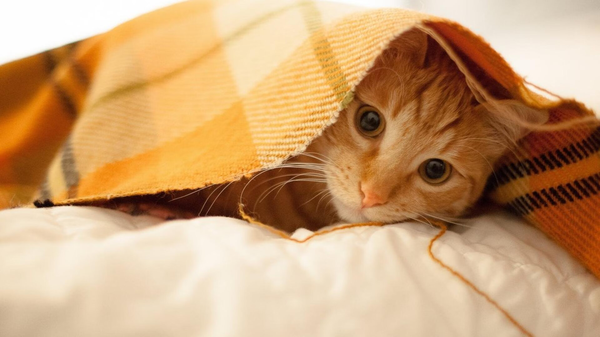 开云体育登陆入口-_赛场VR体验：观众通过虚拟现实近距离感受比赛_，vr虚拟现实比赛题目