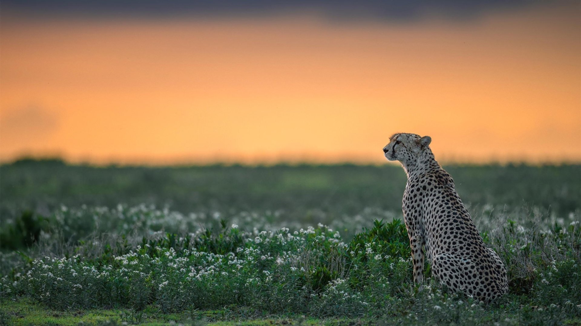 利物浦大逆转夺冠梦，热刺客场不敌，积分差距进一步拉大，利物浦ⅴs热刺