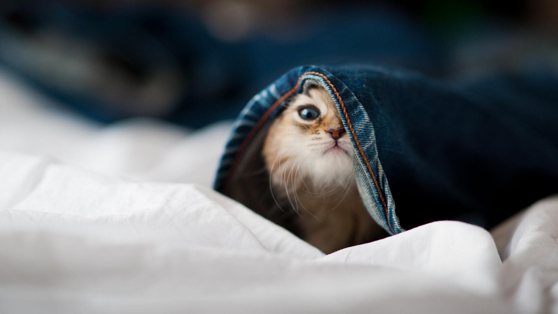 坦克世界“钢铁荣耀”年度锦标赛火焰蔓延